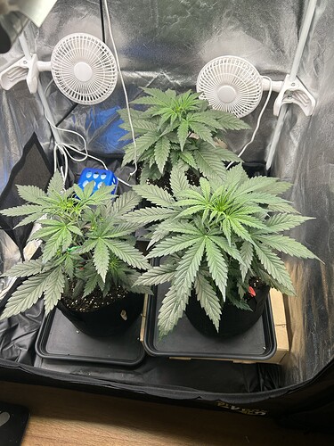 Growreport Bild 5