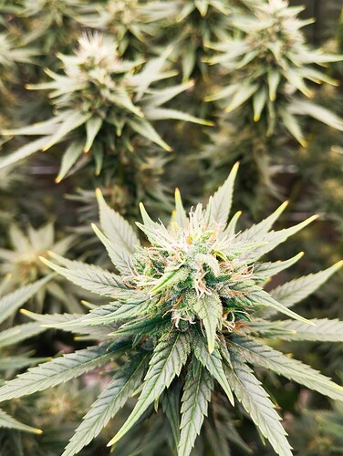Growreport Bild 7