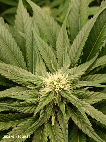 Growreport Bild 23