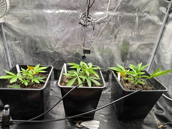 Growreport Bild 8