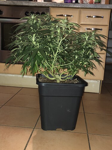 Growreport Bild 4
