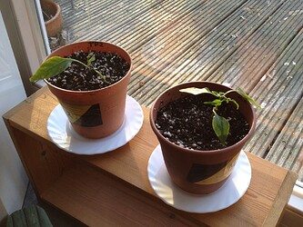 240414_ChiliUmgetopft_2
