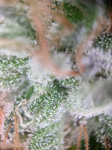 Growreport Bild 6
