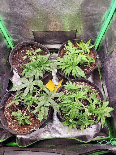 Growreport Bild 17