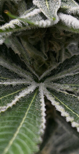 Growreport Bild 13