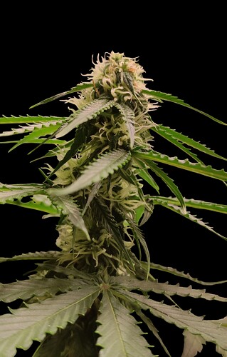 Growreport Bild 8