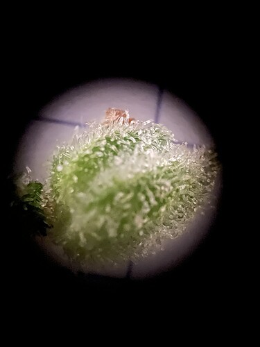 Growreport Bild 5