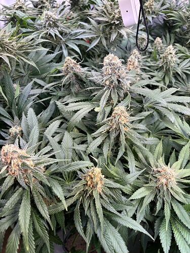 Growreport Bild 18