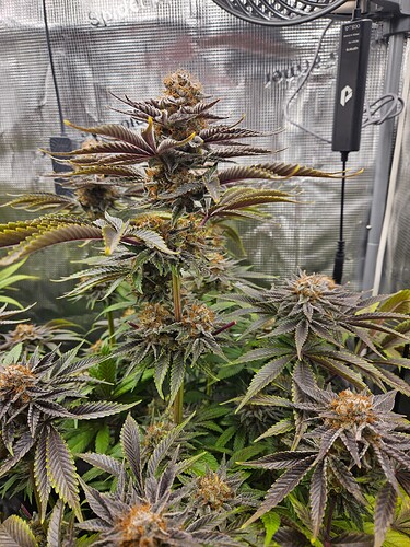 Growreport Bild 8