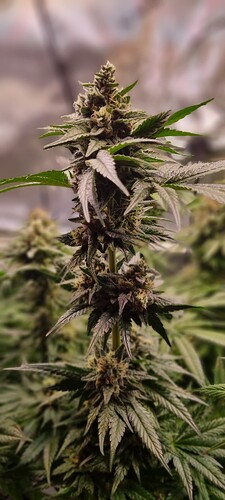 Growreport Bild 44