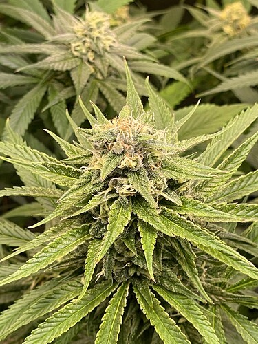 Growreport Bild 5