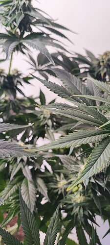 Growreport Bild 13
