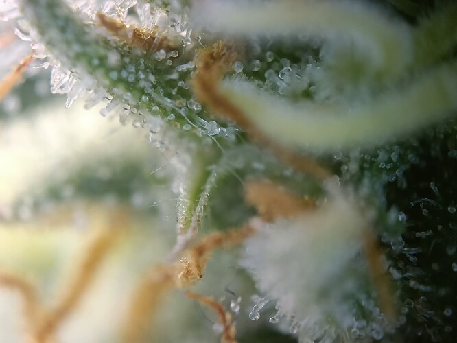 Growreport Bild 50