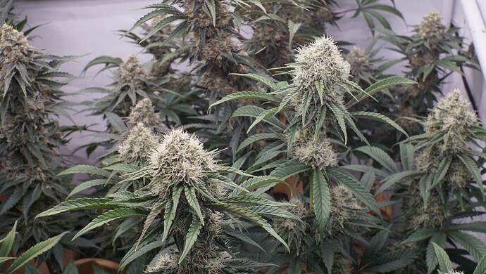 Growreport Bild 10