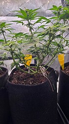 Growreport Bild 30