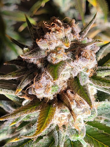 Growreport Bild 10