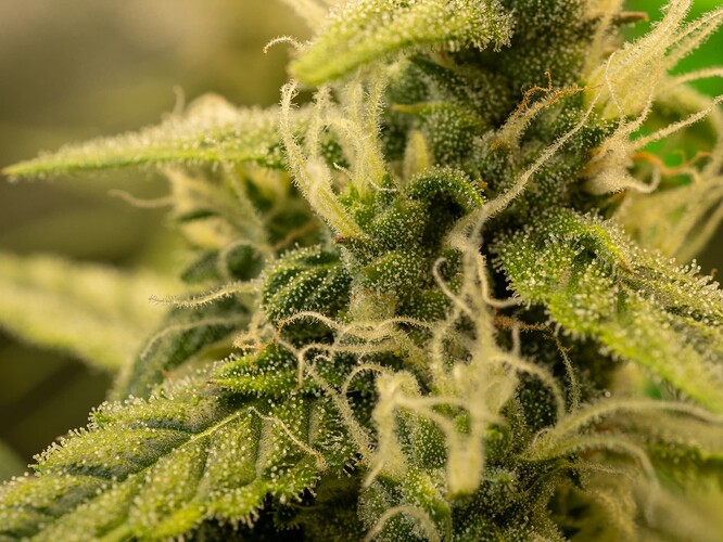 Growreport Bild 35
