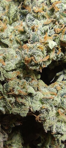 Growreport Bild 22