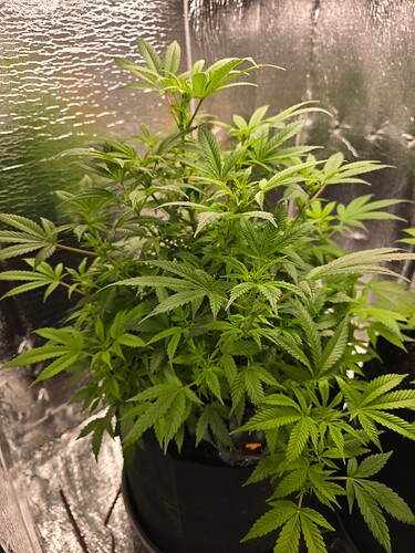 17394354654163029630400837788558