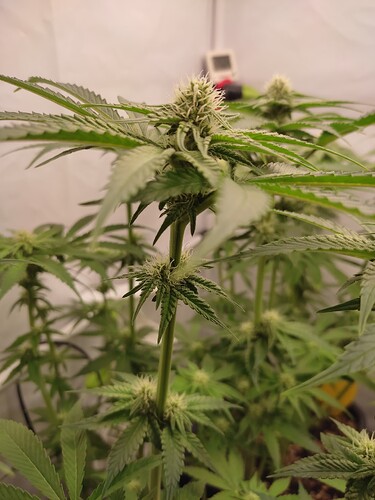 Growreport Bild 36