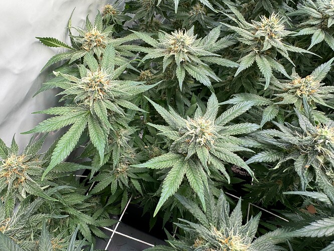 Growreport Bild 18