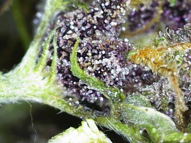 Growreport Bild 4