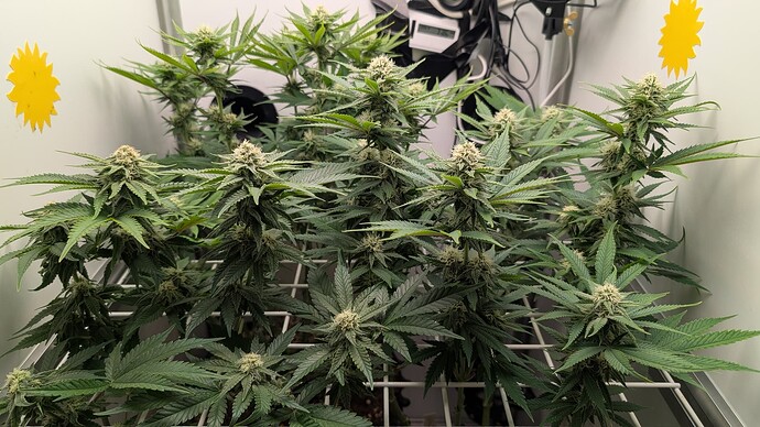 Growreport Bild 28