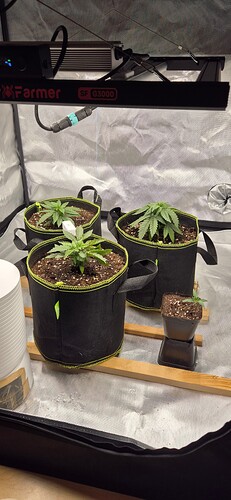 Growreport Bild 1