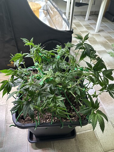Growreport Bild 31