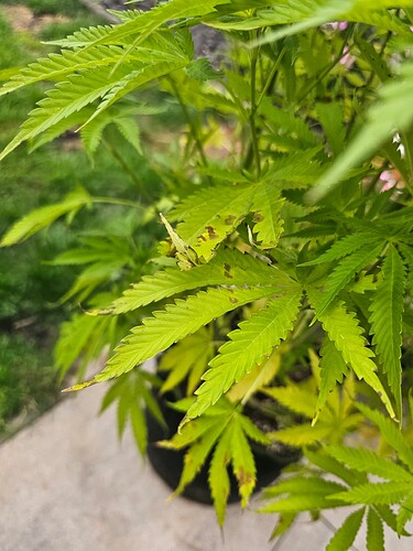 Growreport Bild 1