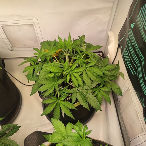 Growreport Bild 9