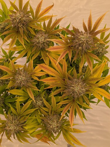 PXL_20240706_160422202