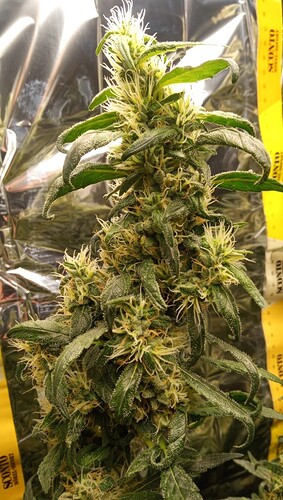 Growreport Bild 10