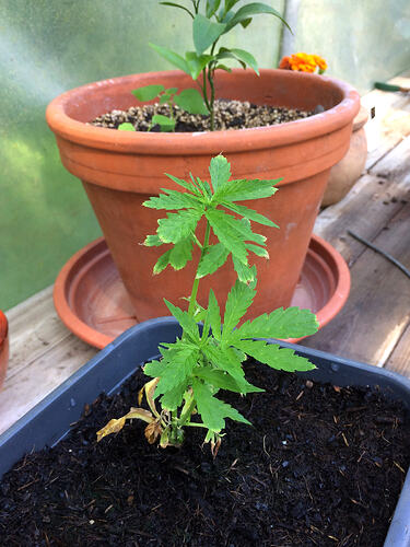Grow26070824