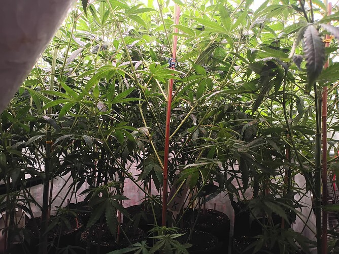 Growreport Bild 6