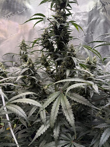 Growreport Bild 25