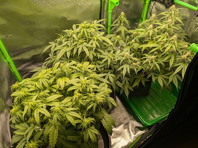 Growreport Bild 2