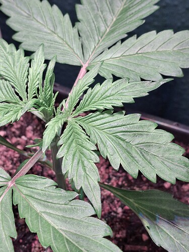 Growreport Bild 7