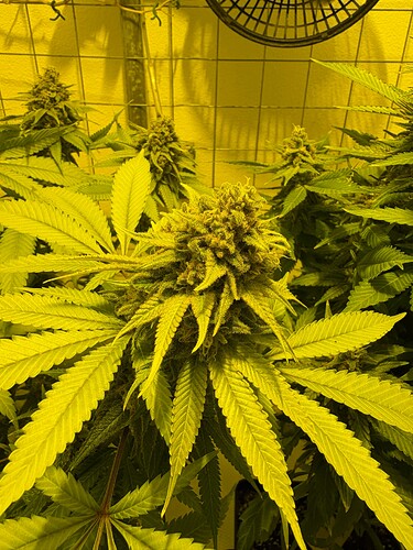 Growreport Bild 3