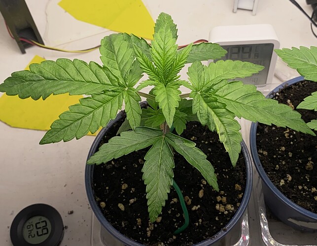 Growreport Bild 8