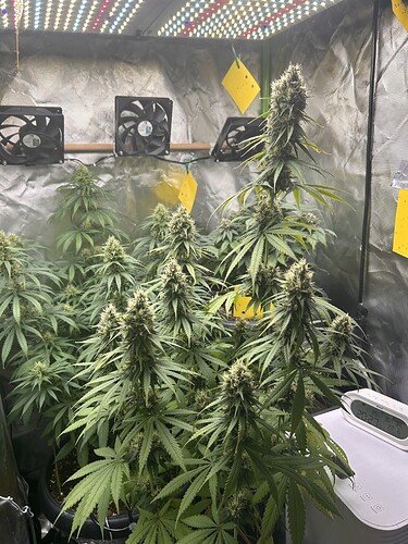 Growreport Bild 2