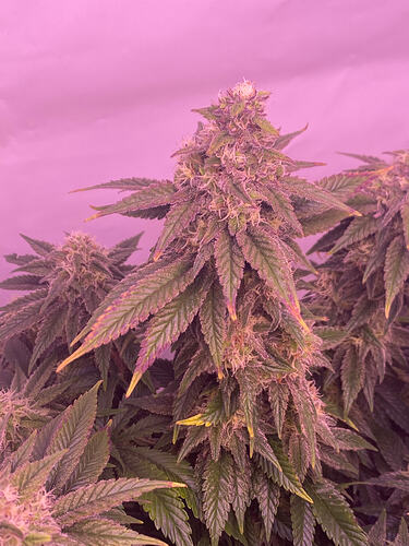 Growreport Bild 6