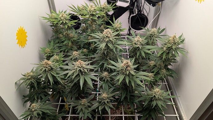 Growreport Bild 8