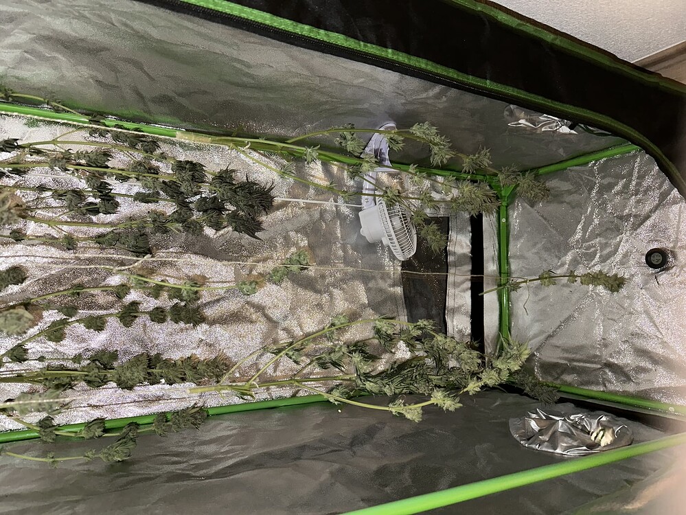 Nächster Versuch: 80x80x180 Zelt, Mars Hydro ts 1000 - Neues Hobby endeckt:)