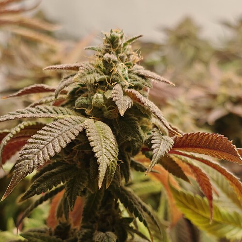Growreport Bild 64