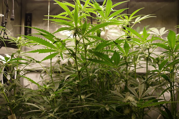 Growreport Bild 2