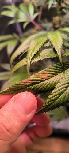 Growreport Bild 1