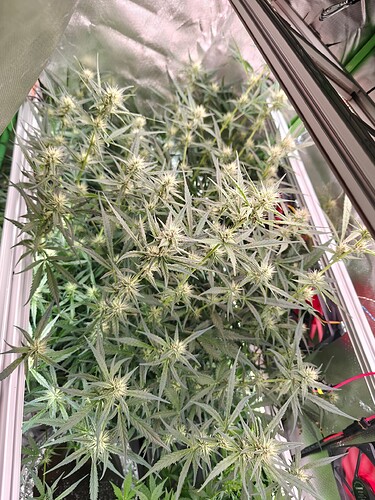 Growreport Bild 2
