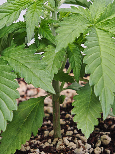 Growreport Bild 21