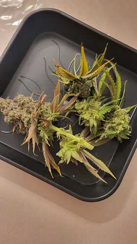 Growreport Bild 6
